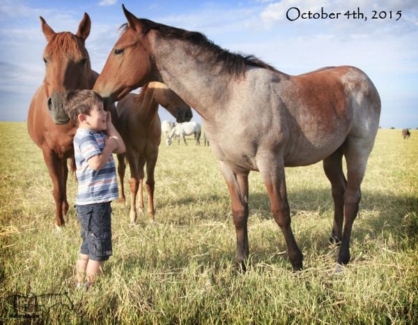 Hancocks Red Hot's 2015 Colt